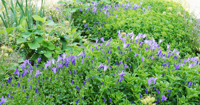 blumen_lila blumen_lila