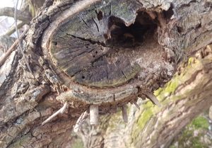 weide-schnitt_2